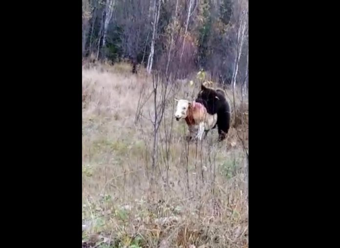 Нападение медведя на быка Нападение медведя на быка