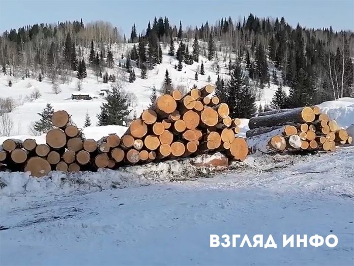 кедрач