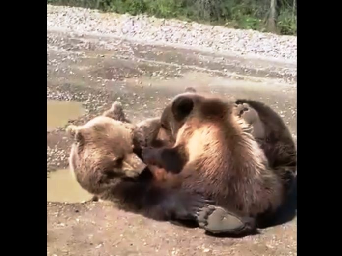 Безымянный