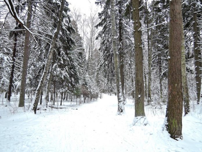 лес
