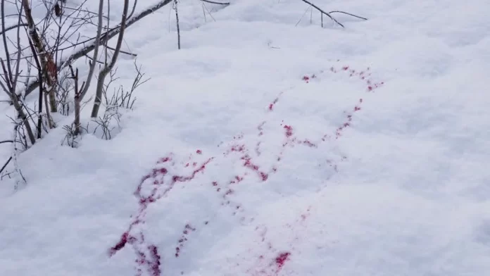 Кровь снег