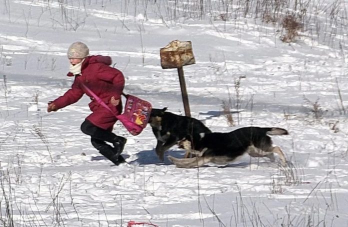 собаки напали