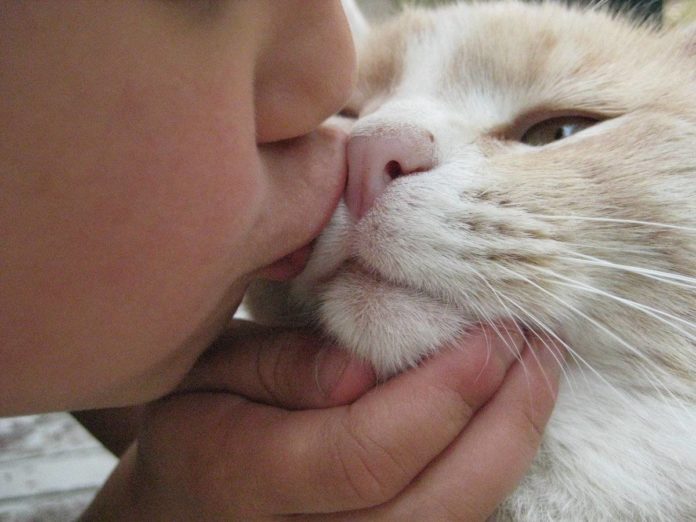 кошка