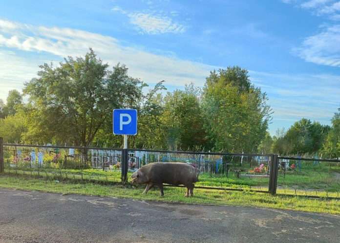 свинья кладбище