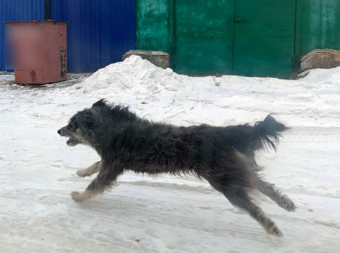 собака
