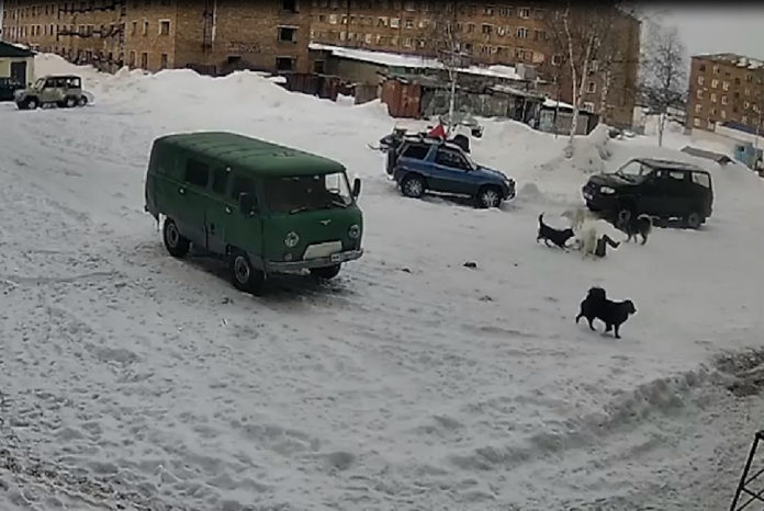 игарка собаки