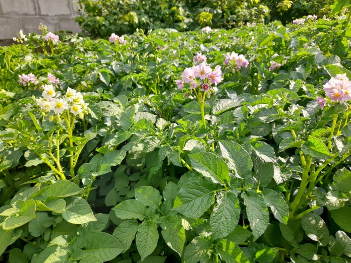 Картофель
